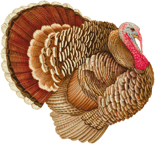 Turkey Paper Placemats Die-Cut 12-In